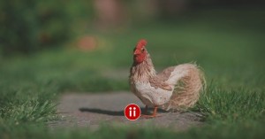 Gute Active Sourcer und die Kunst des Hähne-Zeichnens im Active Sourcing