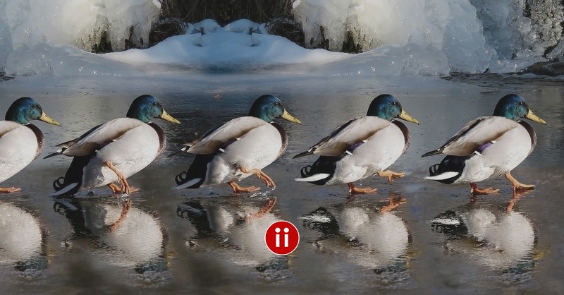 X-Ray Hack in der Suchmaschine DuckDuckGo